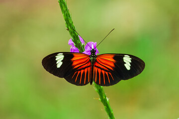Postman butterfly is sucking nectar. Heliconius melpomene