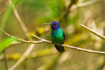 Flying Golden-tailed Sapphire - Chrysuronia oenone, beautiful colored hummingbird from Andean slopes of South America, Wild Sumaco, Ecuador.