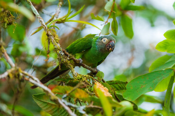 Dusky-headed parakeet (Aratinga weddellii), also known as Weddell's conure or dusky-headed conure in aviculture, is a small green Neotropical parrot with dusty grey head found in South America
