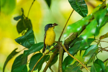 The common tody-flycatcher or black-fronted tody-flycatcher (Todirostrum cinereum) is a very small passerine bird in the tyrant flycatcher family.
