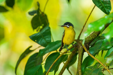 Fototapeta premium The common tody-flycatcher or black-fronted tody-flycatcher (Todirostrum cinereum) is a very small passerine bird in the tyrant flycatcher family.