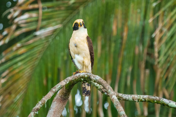The laughing falcon (Herpetotheres cachinnans), also called the snake hawk (erroneously, since it is not a hawk), is a medium-sized bird of prey in the falcon family Falconidae.