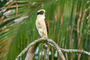The laughing falcon (Herpetotheres cachinnans), also called the snake hawk (erroneously, since it is not a hawk), is a medium-sized bird of prey in the falcon family Falconidae.