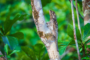 Long-tailed Potoo (Nyctibius aethereus), Well-camouflaged Long-tailed potoo resting on a branch in the jungle.