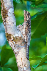 Long-tailed Potoo (Nyctibius aethereus), Well-camouflaged Long-tailed potoo resting on a branch in the jungle.