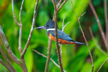 The ringed kingfisher (Megaceryle torquata) beautiful orange, white and blue kingfisher