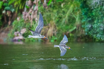 A black skimmer (Rynchops niger) in flight 