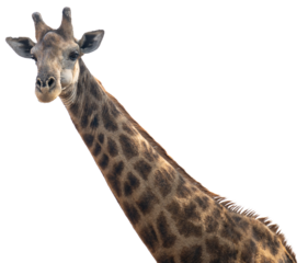 Giraffe im Busch vom Krüger National Park - Kruger Nationalpark Südafrika vorbereitet als png Datei
