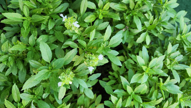 Top view of a small leaf basil (Ocimum basillicum) used as culinary vegetable