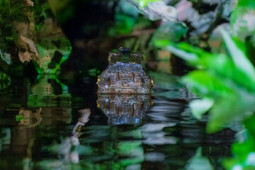 Black Caiman (Melanosuchus niger) photographed in the Amazon rainforest near the Napo River in Ecuador