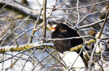 a blackbird sitting on a branch of a tree
