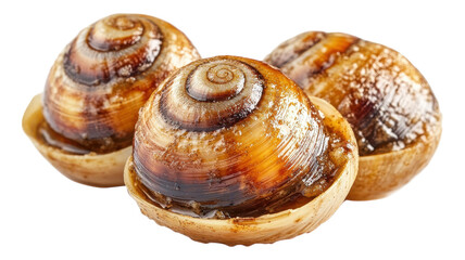 Snails in shells prepared for culinary presentation on a clean background, highlighting their smooth texture and distinct spiral shapes.
