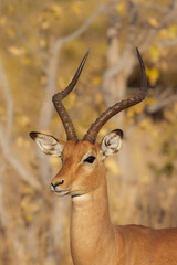 Impala - Aepyceros melampus medium-sized antelope found in eastern and southern Africa. The sole member of the genus Aepyceros, jumping and fast running mammal, brown color grazing herbivore.