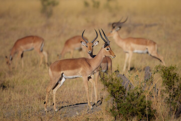 Impala - Aepyceros melampus medium-sized antelope found in eastern and southern Africa. The sole member of the genus Aepyceros, jumping and fast running mammal, brown color grazing herbivore.