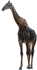 Fototapeta premium Giraffe im Busch vom Krüger National Park - Kruger Nationalpark Südafrika vorbereitet als png Datei