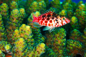 Cirrhitichthys oxycephalus in Okinawa, Japan