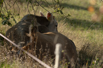 A couple of beautiful deer are peacefully laying in the green grass underneath a large tree, enjoying a serene moment in nature