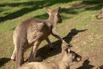 A lively group of kangaroos can be seen standing together in a vast, grassy field, enjoying their time in the sun surrounded by nature