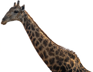 Giraffe im Busch vom Krüger National Park - Kruger Nationalpark Südafrika vorbereitet als png Datei