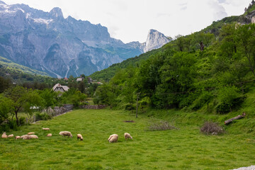 Herd of sheep grazing on green meadow with view of mountain ridge massif Radohina in Albanian Alps (Accursed Mountains), Northern Albania. Scenic hiking trail to Theth. Wanderlust in alpine wilderness