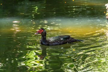 Muscovy duck swims gracefully in a tranquil pond surrounded by lush greenery  in Madeira, Portugal