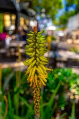 Fototapeta premium Closeup shot of an Aloe Vera plant with a blurred background