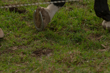 A detailed close up view of a horses hoof resting on a vibrant grassy field, surrounded by various elements of nature