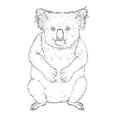Koala full body Sketch vector illustration