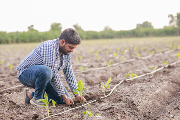 happy Indian farmer holding Banana tree