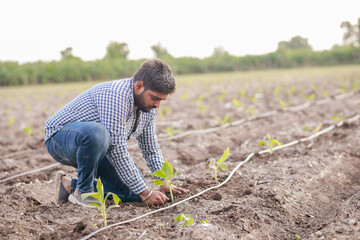 happy Indian farmer holding Banana tree