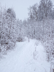 landscape with trees under snow after snowfall