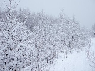 landscape with trees after spring snowfall