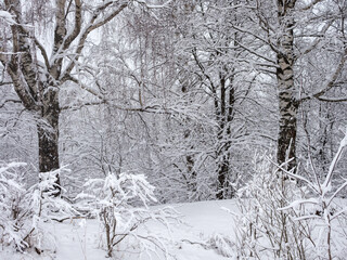 landscape with birches under snow