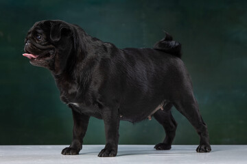 Fototapeta premium black pug on a uniform background
