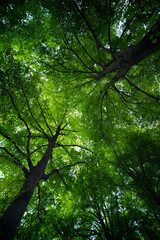 Green leaf background. Green leaf forest on blurred greenery background. Leaves background. Green nature background. Green leaf in forest. Leaves plants blurred backdrop.