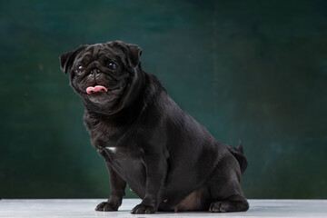 black pug on a uniform background