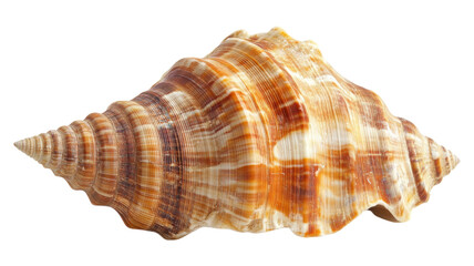 Fototapeta premium A detailed view of a beautifully patterned seashell resting on a light background, showcasing its natural coastal colors and textures.