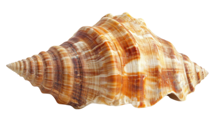 A detailed view of a beautifully patterned seashell resting on a light background, showcasing its natural coastal colors and textures.