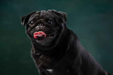 Obraz premium black pug on a uniform background