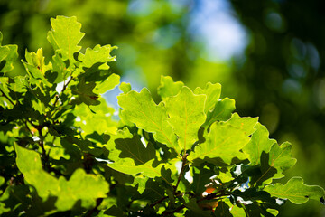 Leaves background. Green nature background. Green leaf in forest. Green leaf background. Green leaf forest on blurred greenery background. Leaves plants backdrop.