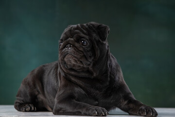 black pug on a uniform background
