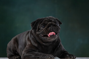 black pug on a uniform background