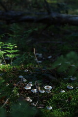 mushrooms in the forest