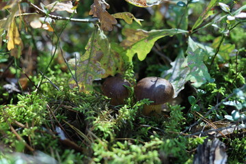 mushrooms in the forest