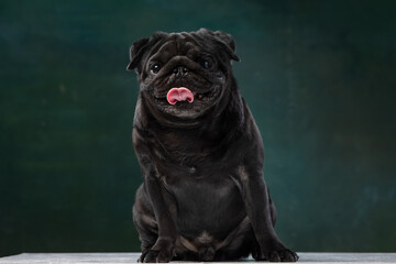 black pug on a uniform background