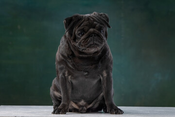 black pug on a uniform background