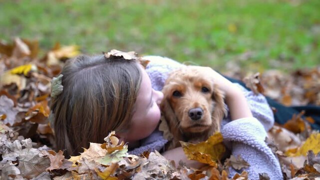 Girl playing with her dog. hugs, kiss and pose nicely. English cocker spaniel rests outdoors. young pretty animal. Happy girl hugs and have fun with