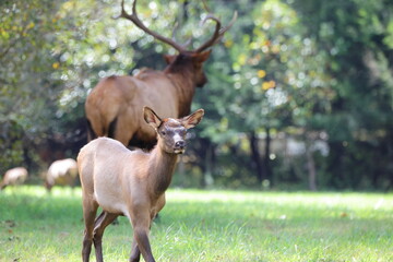 Young elk with large, blurred bull elk in background