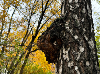 Birch fungus Chaga parasitizes on trunk of tree. Inonotus obliquus known as chaga mushroom.