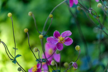 Delicate Pink Anemone in Bloom